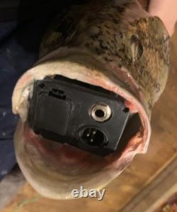 Fish Guitar, Small Mouth Bass, acoustic with mic, piezo, and pre-amp